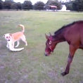 Il cane afferra uno straccio, ecco la reazione del cavallo