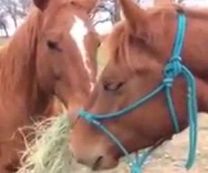 Il cavallo corre col fieno in bocca e porta il cibo alla sua fidanzata