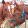 Il cavallo corre col fieno in bocca e porta il cibo alla sua fidanzata