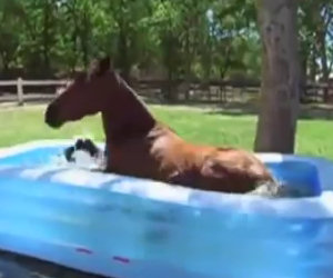 Il cavallo scopre la piscina per bambini, ecco la sua reazione