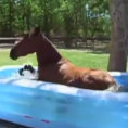 Il cavallo scopre la piscina per bambini, ecco la sua reazione