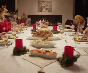 Cena di Natale tra 13 cani e un gatto