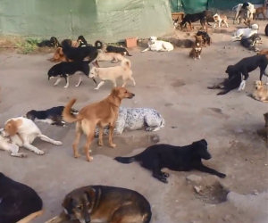 Centinaia di cani abbandonati ritrovano l'amore dell'uomo