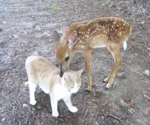 Il cerbiatto ed il micio sono diventati migliori amici, che dolcezza!