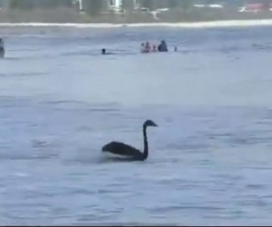 Ecco come i cigni surfers si godono la vita