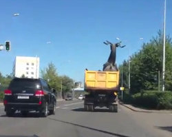 Come non trasportare un cervo gigante