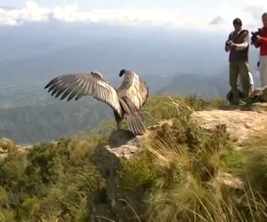 Un condor viene rimesso in libertà dopo due anni