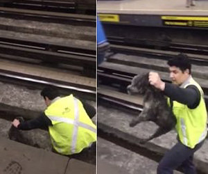 Il conducente ferma il suo treno per salvare un cane sui binari