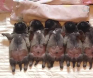 Questi cuccioli di carlino dormono in fila, guarda quello di sinistra!