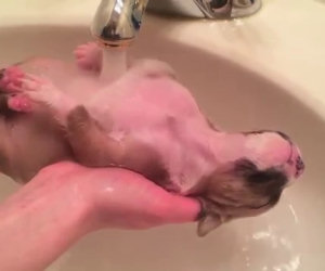 Cucciolo salvato si gode il bagnetto