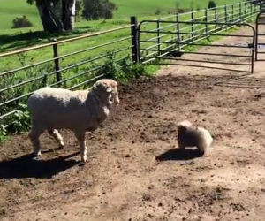 Un cucciolo ambizioso cerca di radunare le pecore e fa ridere tutti