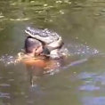 Un pazzo da il cibo agli alligatori con la sua stessa bocca