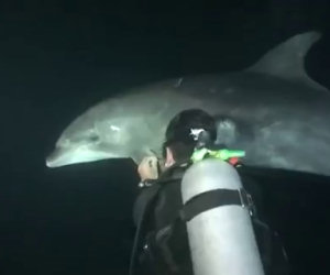 Delfino chiede aiuto al sub