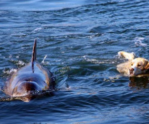 Delfino e labrador nuotano insieme