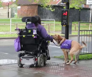 Ecco ciò che questo cane fa ogni giorno per questa donna disabile