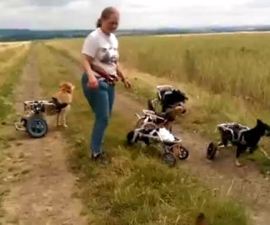 Una donna gioca in campagna con un gruppo di cani speciali