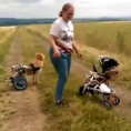 Una donna gioca in campagna con un gruppo di cani speciali