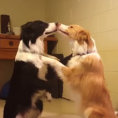 Due teneri cani si baciano non appena la padrona glie lo chiede