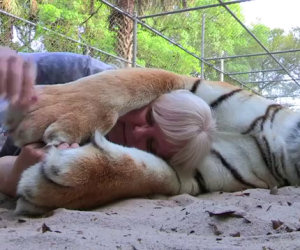 Due tigri come animali da compagnia, una storia incredibile