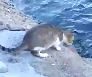 Il gatto nota un pesce nel mare, ecco come lo riesce a prendere