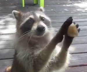 Di solito ruba il cibo al cane, ma se la ciotola è vuota ecco cosa fa