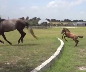 Il cavallino non sa come superare il muro, la mamma gli insegna