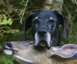 Il cervo esce dal bosco e si avvicina alle case, ecco perchè...