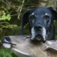 Il cervo esce dal bosco e si avvicina alle case, ecco perchè...