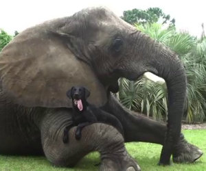 Elefante e cane, migliori amici