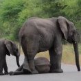 Un elefantino sviene per strada, ecco come la sua famiglia lo aiuta