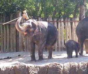 Elefante si pulisce con una scopa