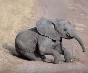 L'elefantino fa i capricci, ecco come reagisce la madre