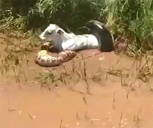 Enorme serpente attacca una mucca e la mangia