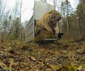 Un'enorme tigre siberiana viene liberata, ecco la sua reazione