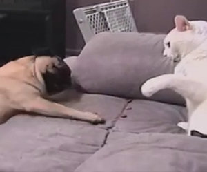 L'eterna lotta tra cani e gatti in una divertentissima compilation