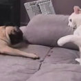 L'eterna lotta tra cani e gatti in una divertentissima compilation