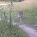 Un ciclista si trova faccia a faccia con un puma in un bosco