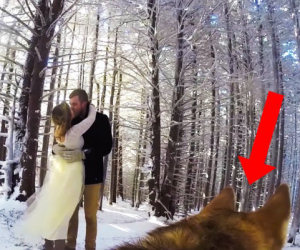Due sposi fanno girare il video del loro matrimonio al proprio cane