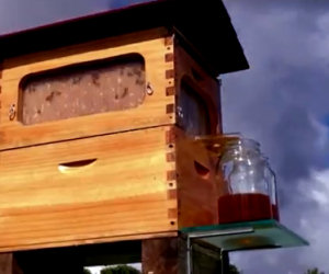 Mettono due barattoli di fronte la casa delle api. Un'invenzione geniale!