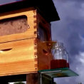 Mettono due barattoli di fronte la casa delle api. Un'invenzione geniale!