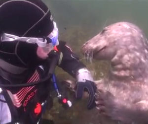 La foca si avvicina al sub e gli chiede qualcosa... ecco cosa!