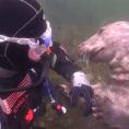 La foca si avvicina al sub e gli chiede qualcosa... ecco cosa!
