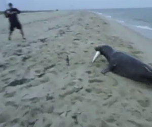 Foca ruba ad un pescatore