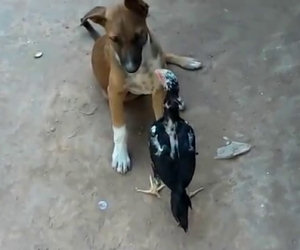 Gallina gioca con un cane