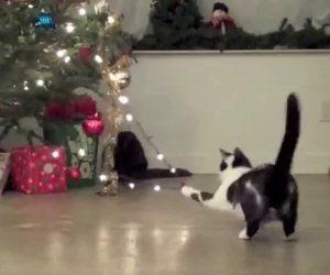 Gatti che distruggono alberi di Natale