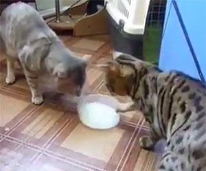 Due gatti e la ciotola del latte, una scenetta che vi farà ridere