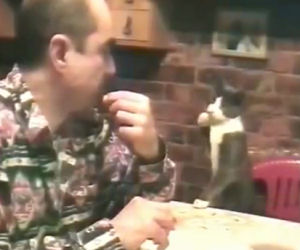 L'incredibile gatto che comunica a gesti con il suo padrone