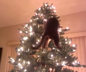 Niente di più divertente per un gatto che distruggere l'albero di Natale