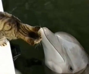 Gatto e delfino, migliori amici