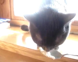 Gatto fa strani rumori mentre mangia